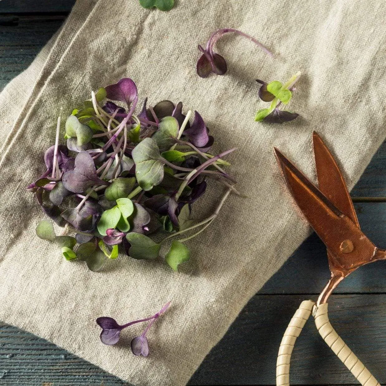 Microgreen, Confetti Radish (Raphanus sativus) - 10 grams