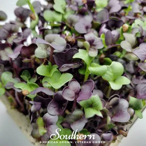 Microgreen, Confetti Radish (Raphanus sativus) - 10 grams