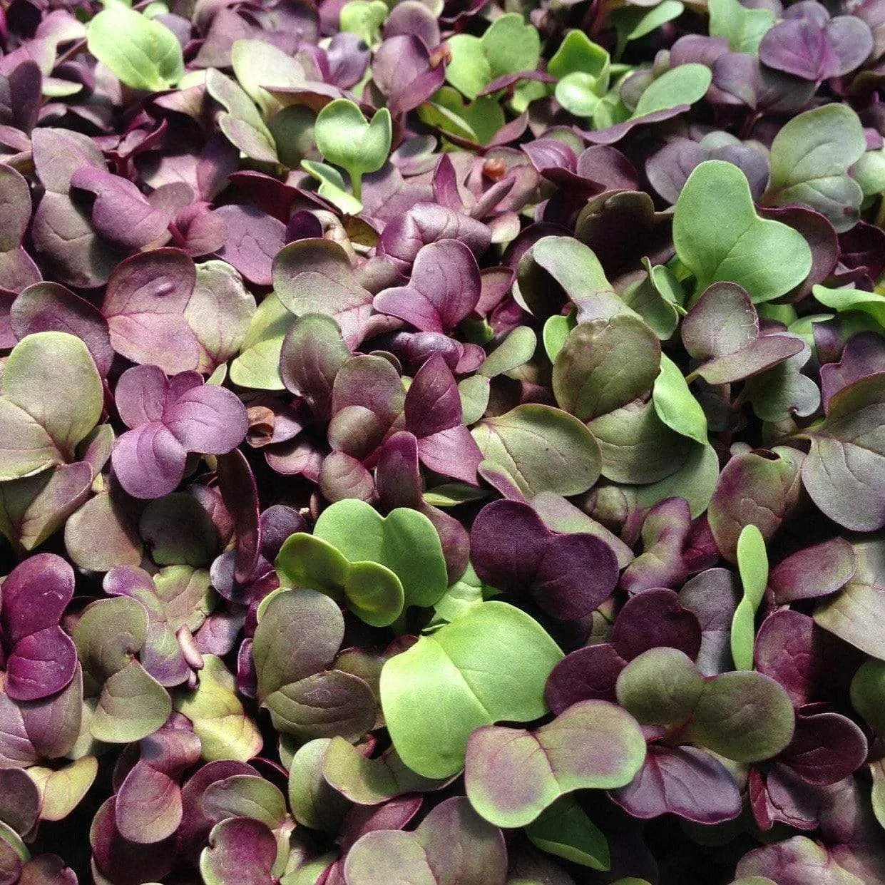Microgreen, Confetti Radish (Raphanus sativus) - 10 grams